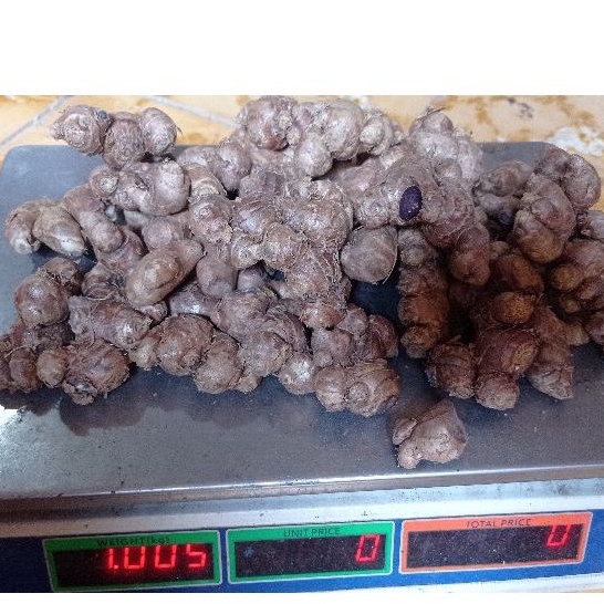 KUNYIT HITAM 500 GRAM RIMPANG UMBI KUNYIT HITAM ASLI