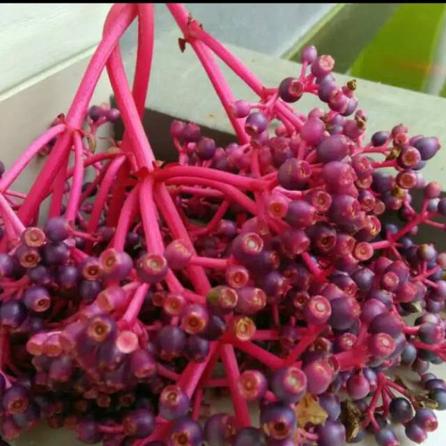 

Buah parijoto harga di atas pertangkai.