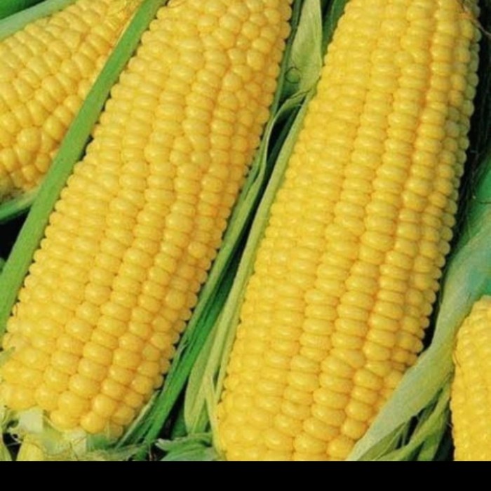 

jagung manis pipil 1 buah