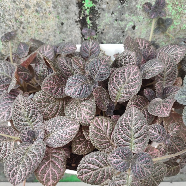 MURAH!! Tanaman Gantung Episcia Kee Wee Tanaman Episcia Violet Apiscia Cupreata