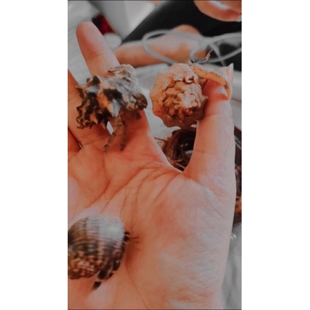 Kelomang Kecil kecil Lucu Murah Beli 5 Gratis 1