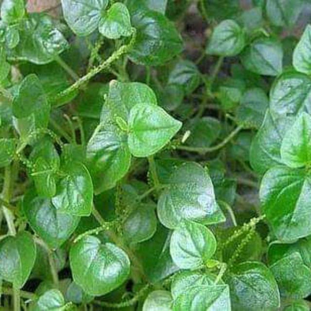 

daun sirih cina per 500 gram