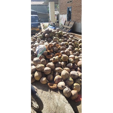 

kelapa polmas kupas jambul