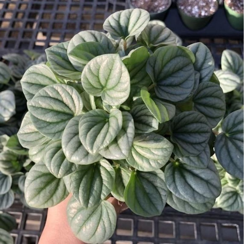 Tanaman hias PEPEROMIA CAPERATA SILVER / PEPEROMIA SILVER