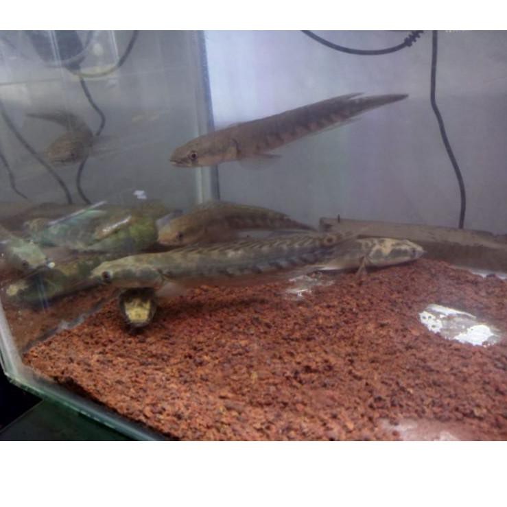 D30B C Chana Maru Yellow Sentarum YS / Ikan Gabus Hias Size 17-20 Cm 7ZW