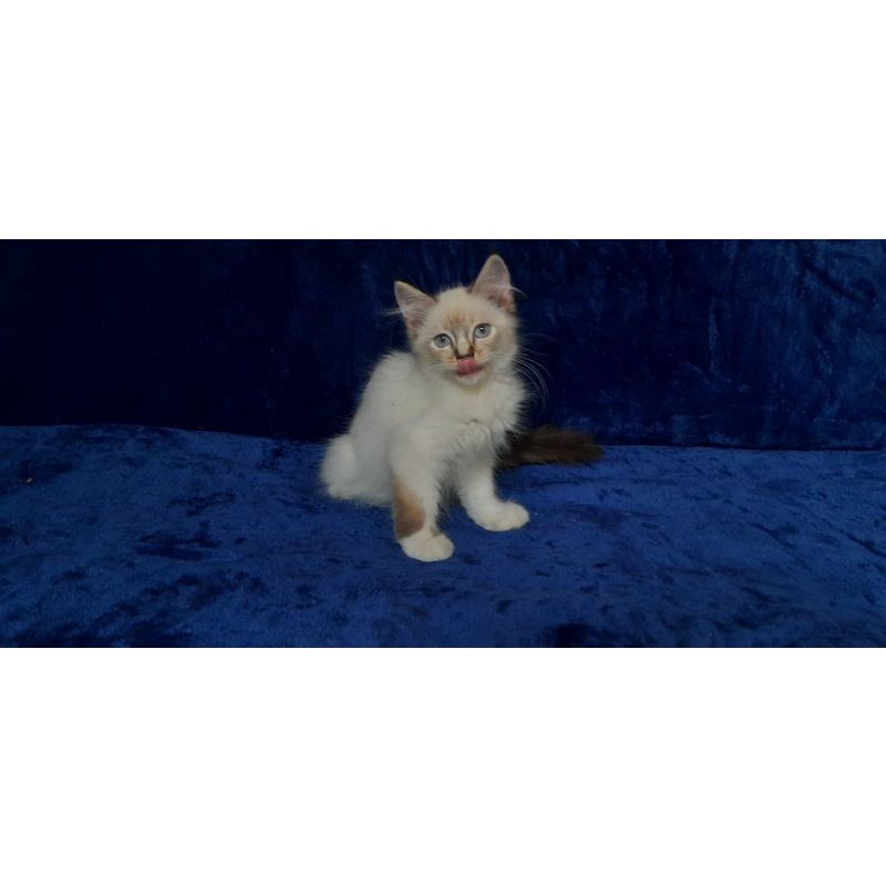 kitten himalaya / himalayan lynx pointed bukan kucing persia