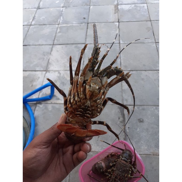 LOBSTER BATU MUTIARA PASIR
