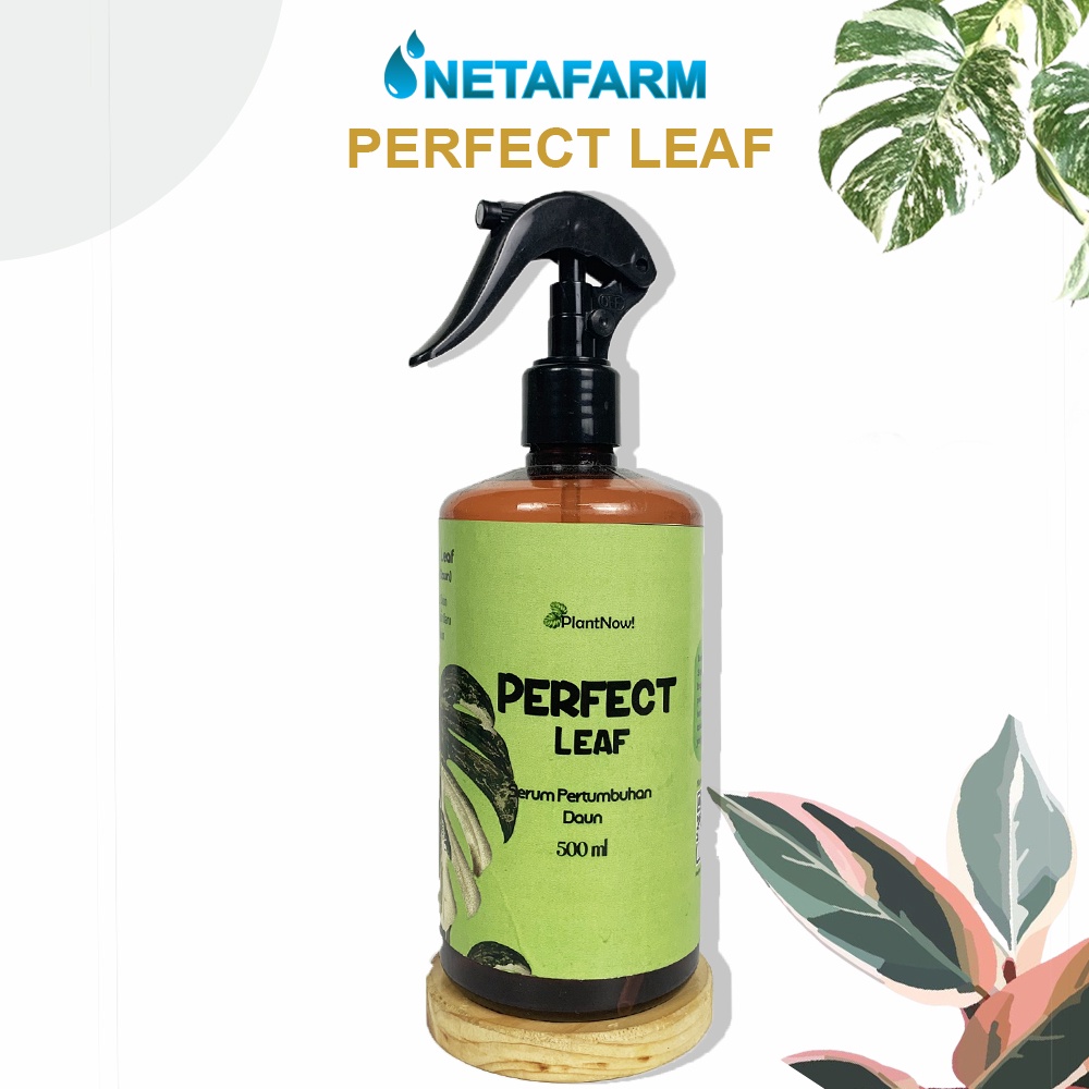 Serum Perfect Leaf untuk Pertumbuhan Daun 500ml - 1pcs