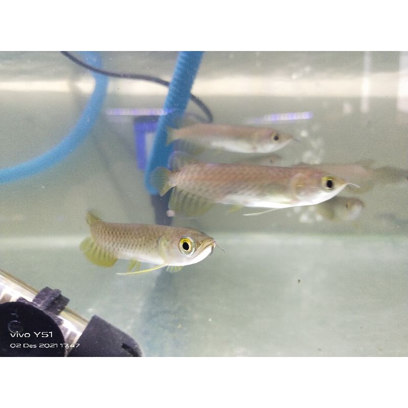 Arwana Green Pino 10cm(Chip + Serti)New Produk