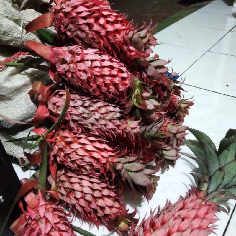 

Nanas Muda Nanas Merah