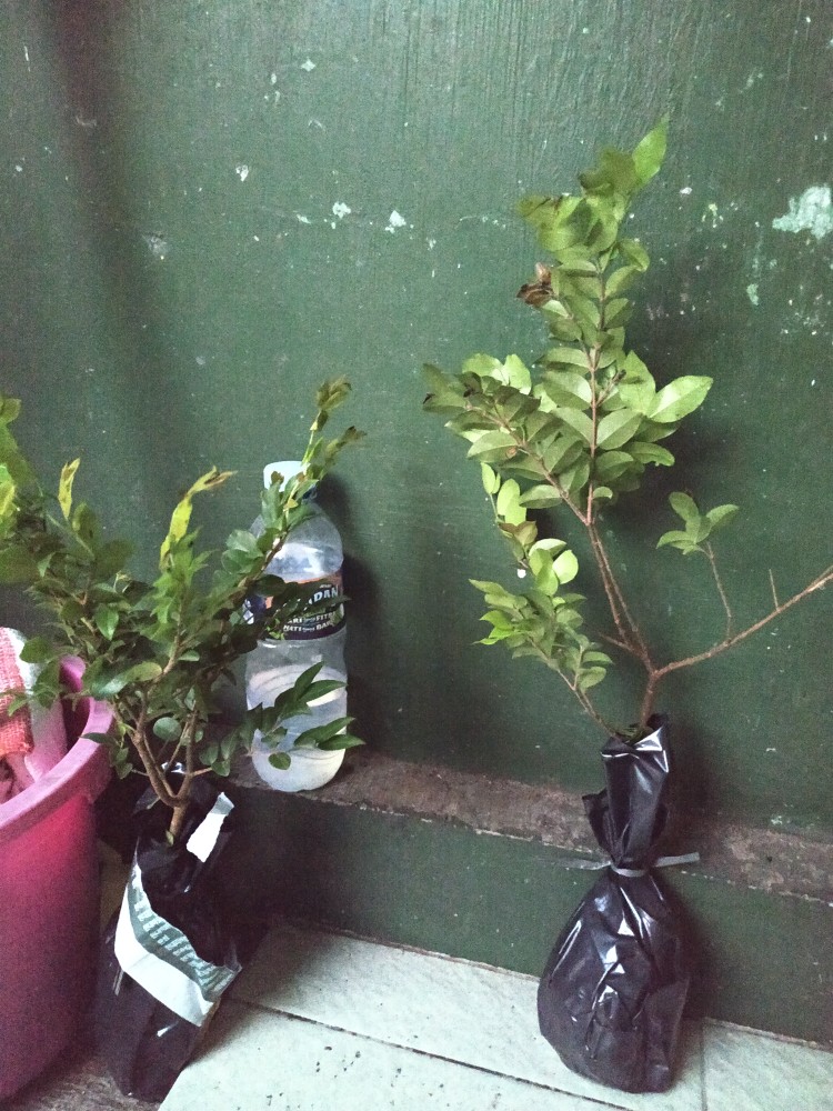 Bibit Anggur Brazil