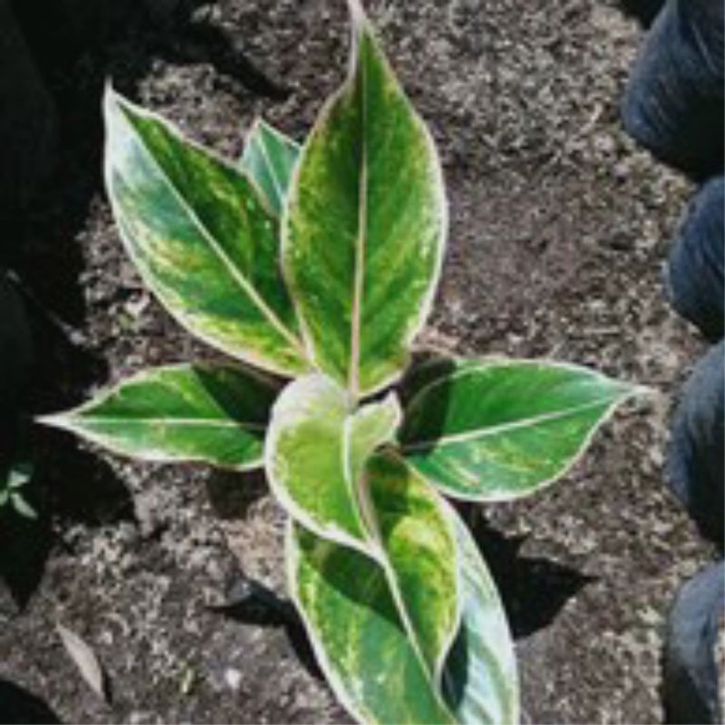 aglonema lipstik putih