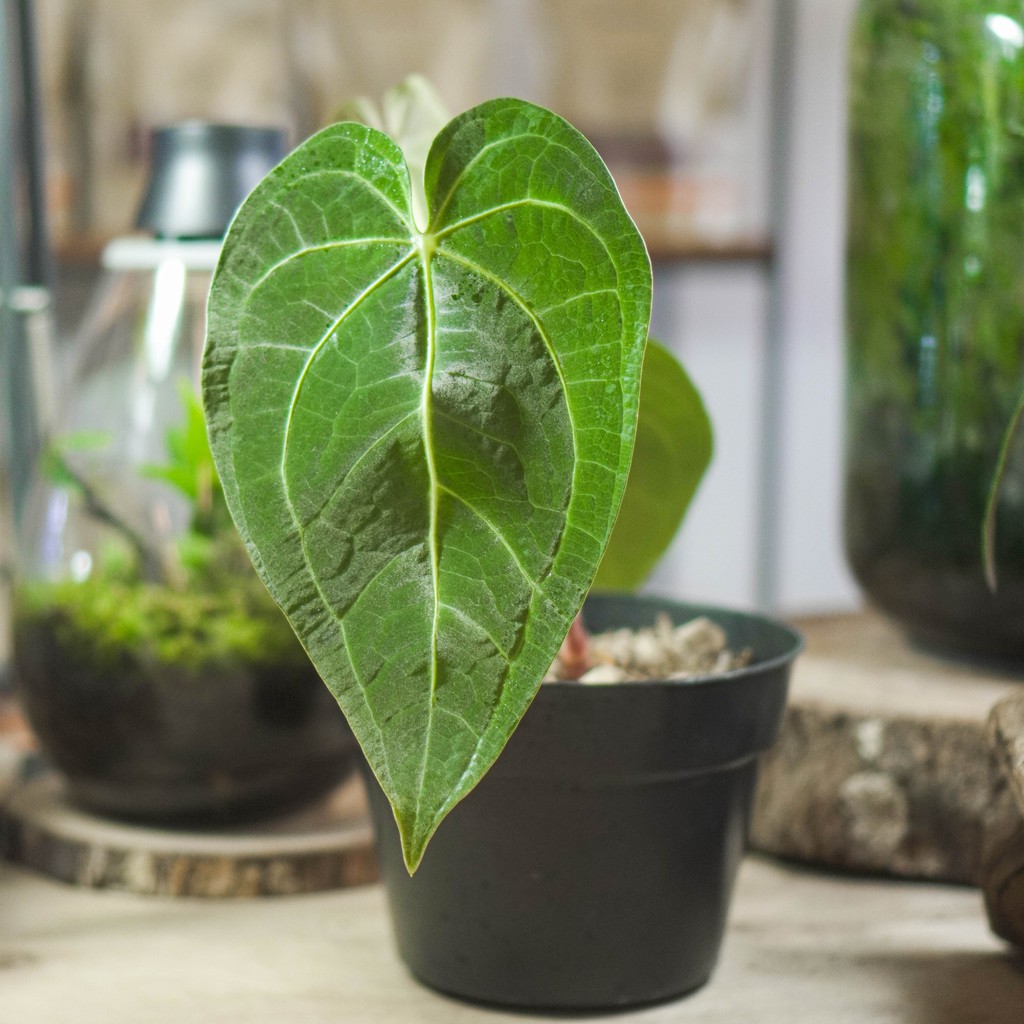Tanaman Anthurium Verde