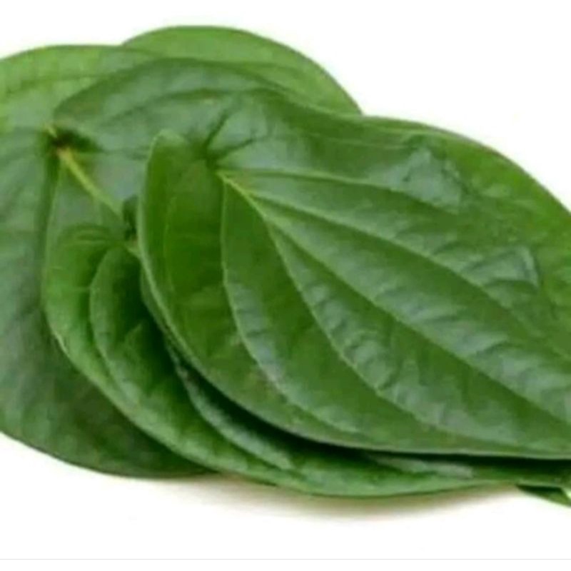Daun Sirih | Daun Sirih Segar | Daun Sirih Hijau Segar | Daun Sirih Segar - Sirih Hijau