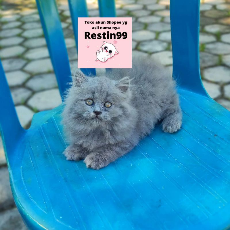 kitten persia abu solid LH bola bulu