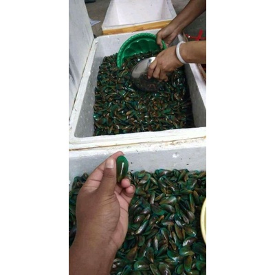 

kerang hijau hidup