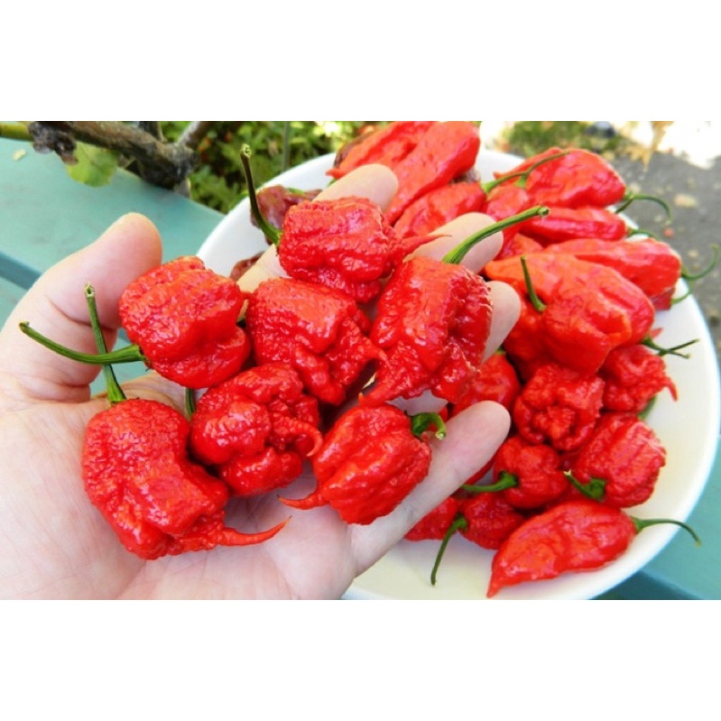 Benih Bibit Biji - Cabai Red Carolina Reaper Merah Pepper Seeds - Rekor Cabai Terpedas di Dunia