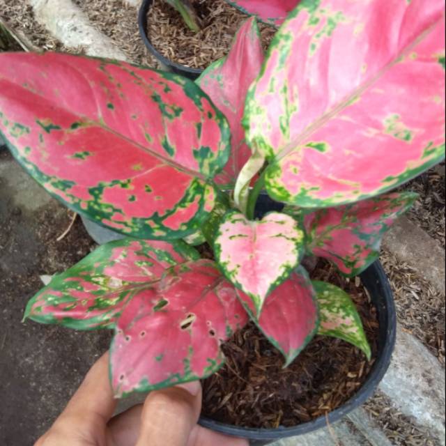 Aglonema red anjamani, snowhite, dud anjamani