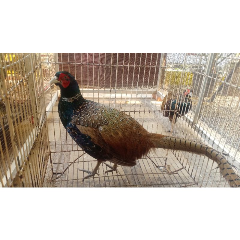 Ayam Ringneck Pheasant