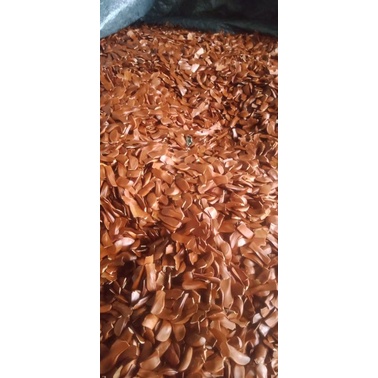 

biji mahoni penuh dengan manfaat