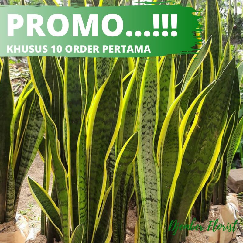 SENSIVERA/Lidah mertua