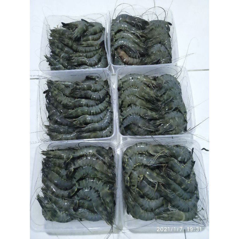 

TERMURAH seafood bestseller udang tiger udang pancet udang windu size 30-40/kilo