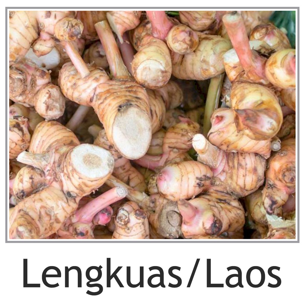 

Laos Lengkuas bumbu masak