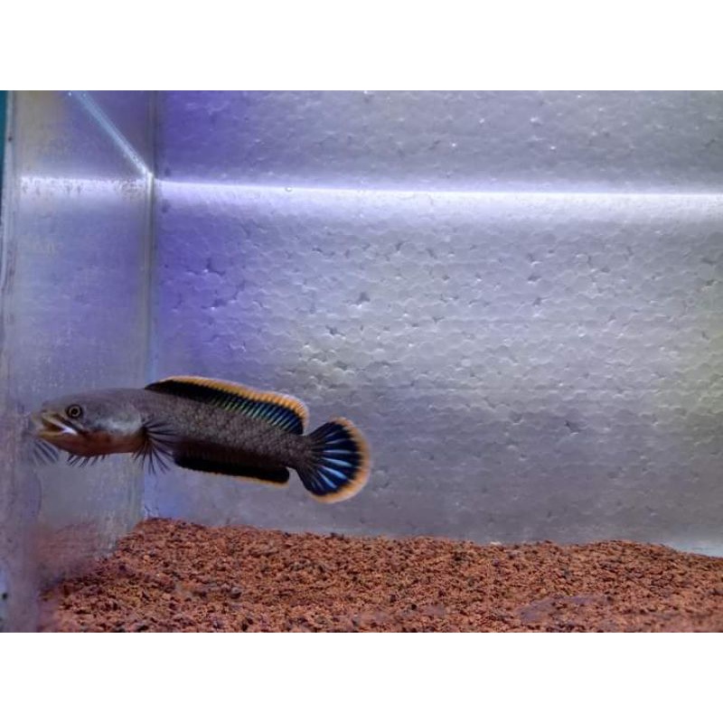 Chana Limbata Bali Lereng Gunung Batur(Localan Bali)