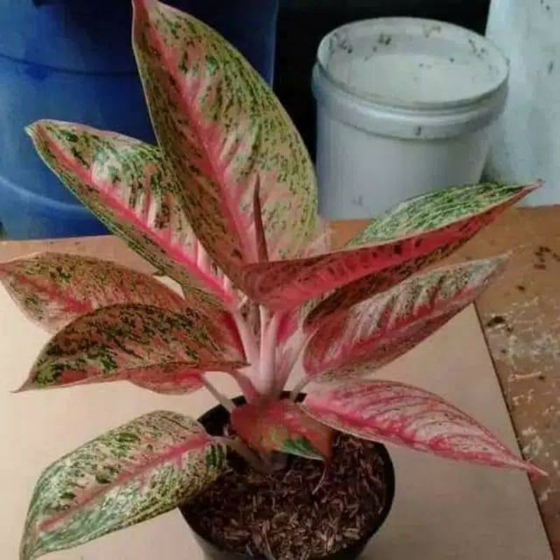 tanaman hiyas Aglonema Legaci