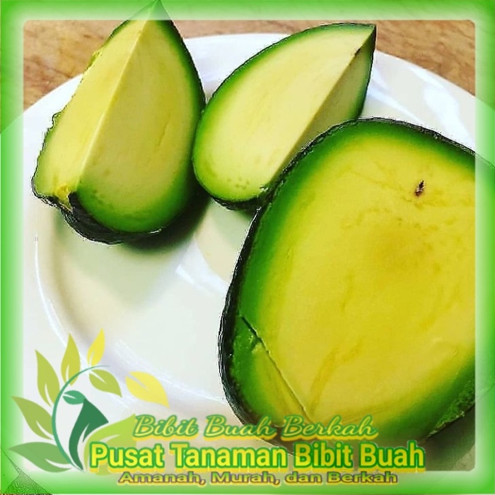 Bibit Alpukat Tanpa Biji Hasil Okulasi