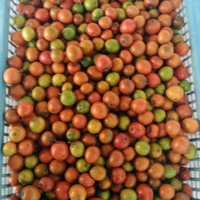 BUAH Bidara ARAB Segar 1 kg sehat