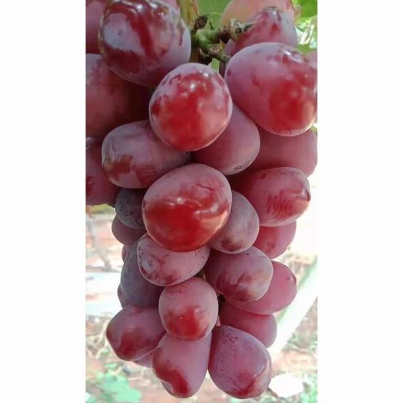 Produk Terbaik] Garansi bibit anggur shine muscat merah