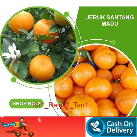 bibit jeruk santang madu super manis/tanaman jeruk santang