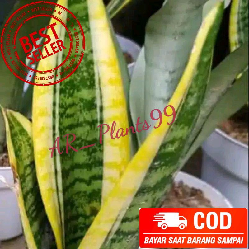 Tanaman hias sansevieria trifasciaca kuning | Lidah Mertua Kuning