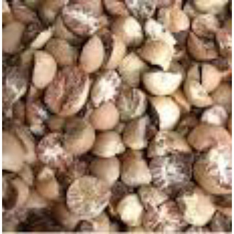 

buah pinang kering 1kg termurah