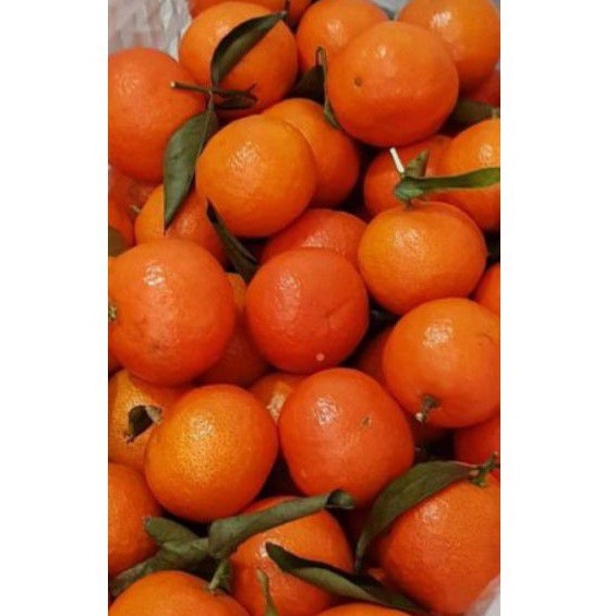 

jeruk santang daun segerrr manis 500gr| buah segar bandung