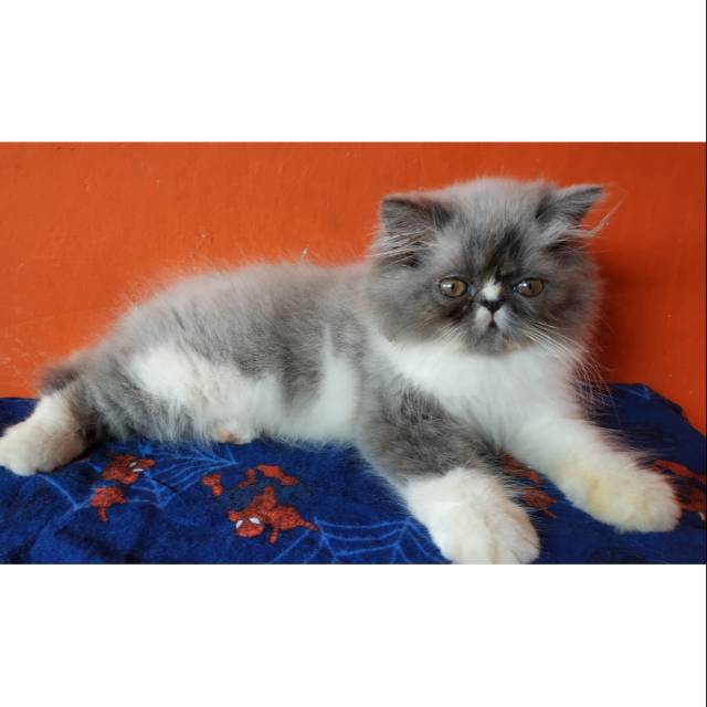Kucing Persia Peaknose Exotic