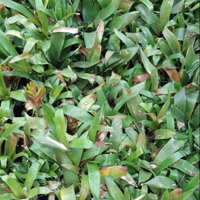 BROMELIA HIJAU