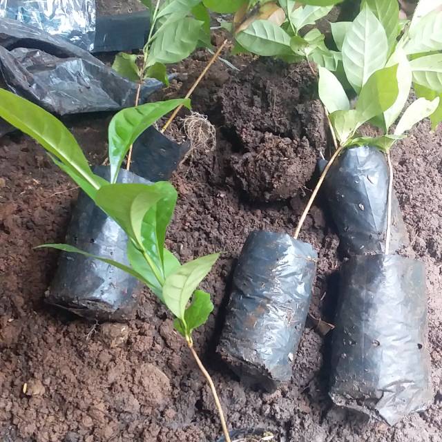 Bibit Pohon Kopi Arabica