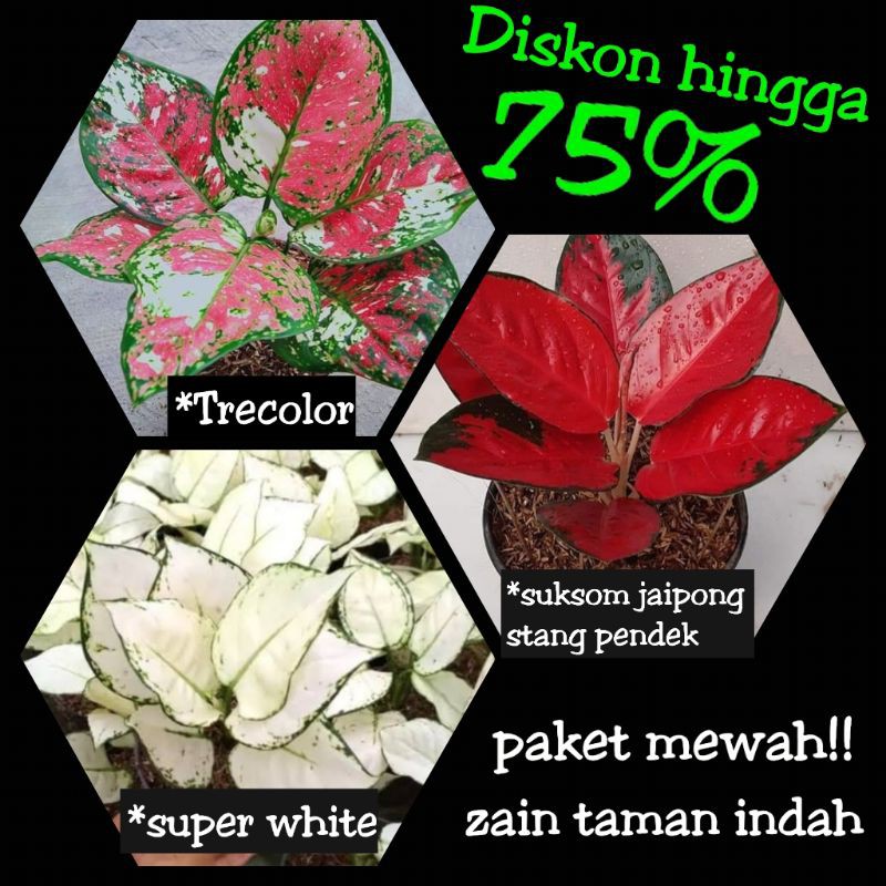 PAKET MEWAH Tanaman hias Aglaonema - aglonema - aglo - suksom - super white - tricolor