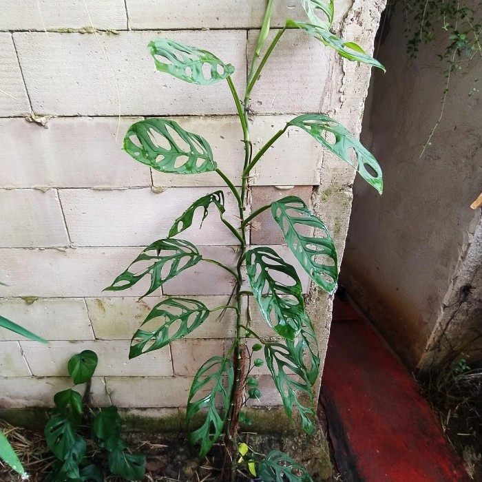 tanaman hias janda bolong monstera murah - pohon janda bolong rambat