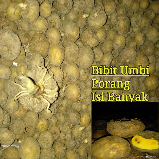 BIBIT PORANG 1KG ISI 100-300 TOP PRODUK | BIBIT UMBI PORANG KARANTINA ASLI DORMEN