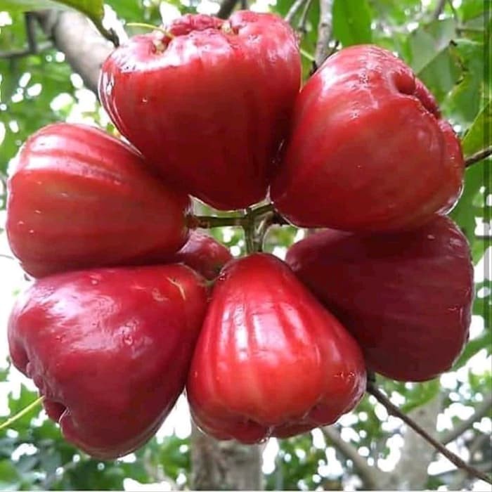 Bibit jambu air red taiwan