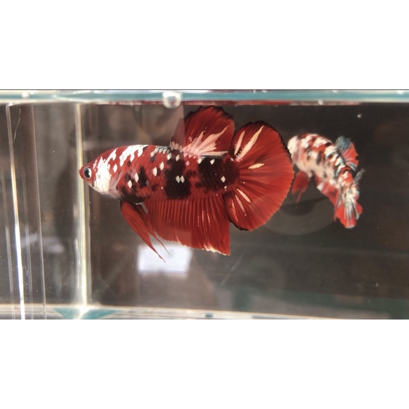 Cupang Red Koi Copper Gold Line Thailand