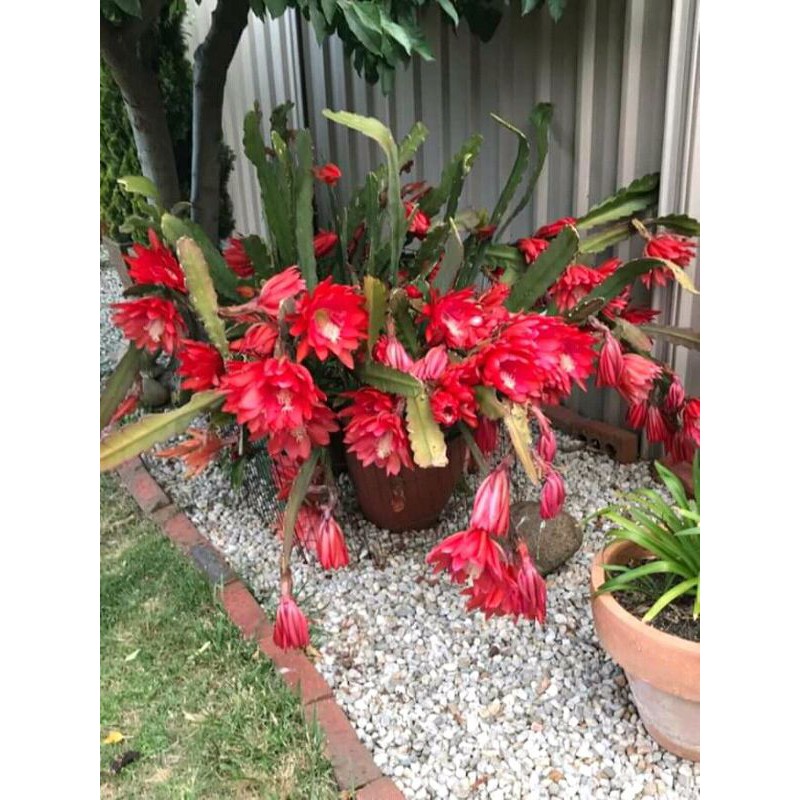 vijaya kusuma gergaji daun merah