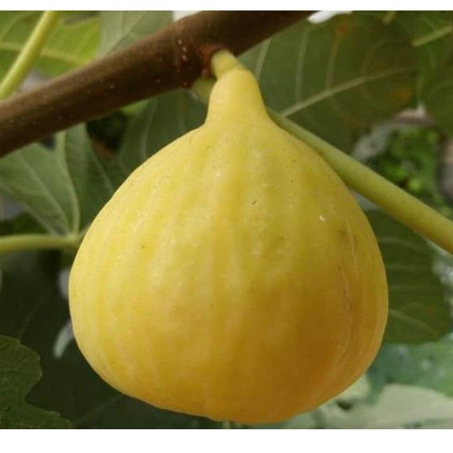 bibit tin cangkok jenis JIN AO FEN Bibit buah tin jumbo kuning terlaris
