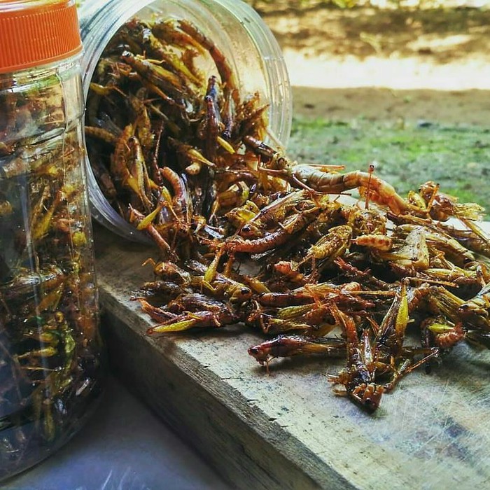 

WALANG GORENG. BELALANG GORENG. MAKANAN RINGAN. CAMILAN. CAMILAN UNIK.