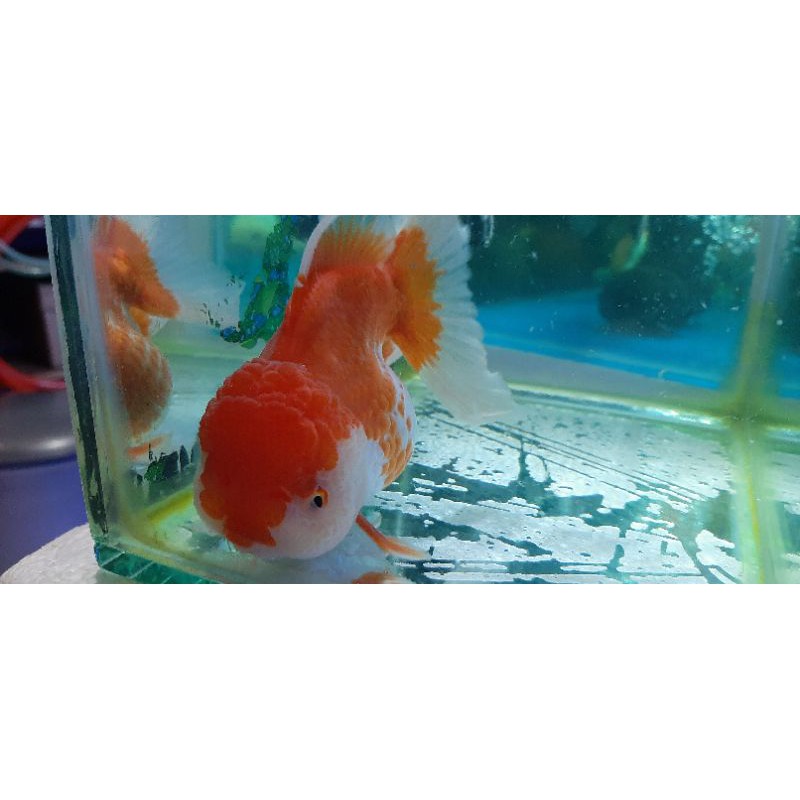 ikan koki oranda merah putih menarik.