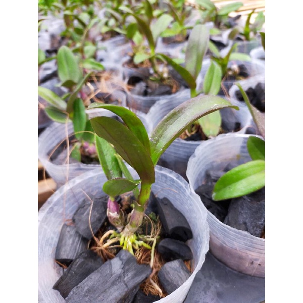 Sedling Dendro Mangosteen Spesial Id