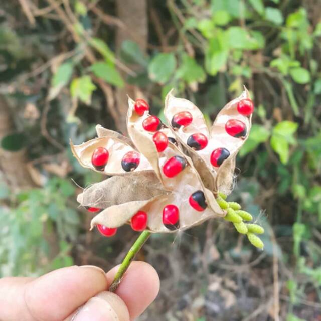 Biji Saga atau Biji sogok tunteng